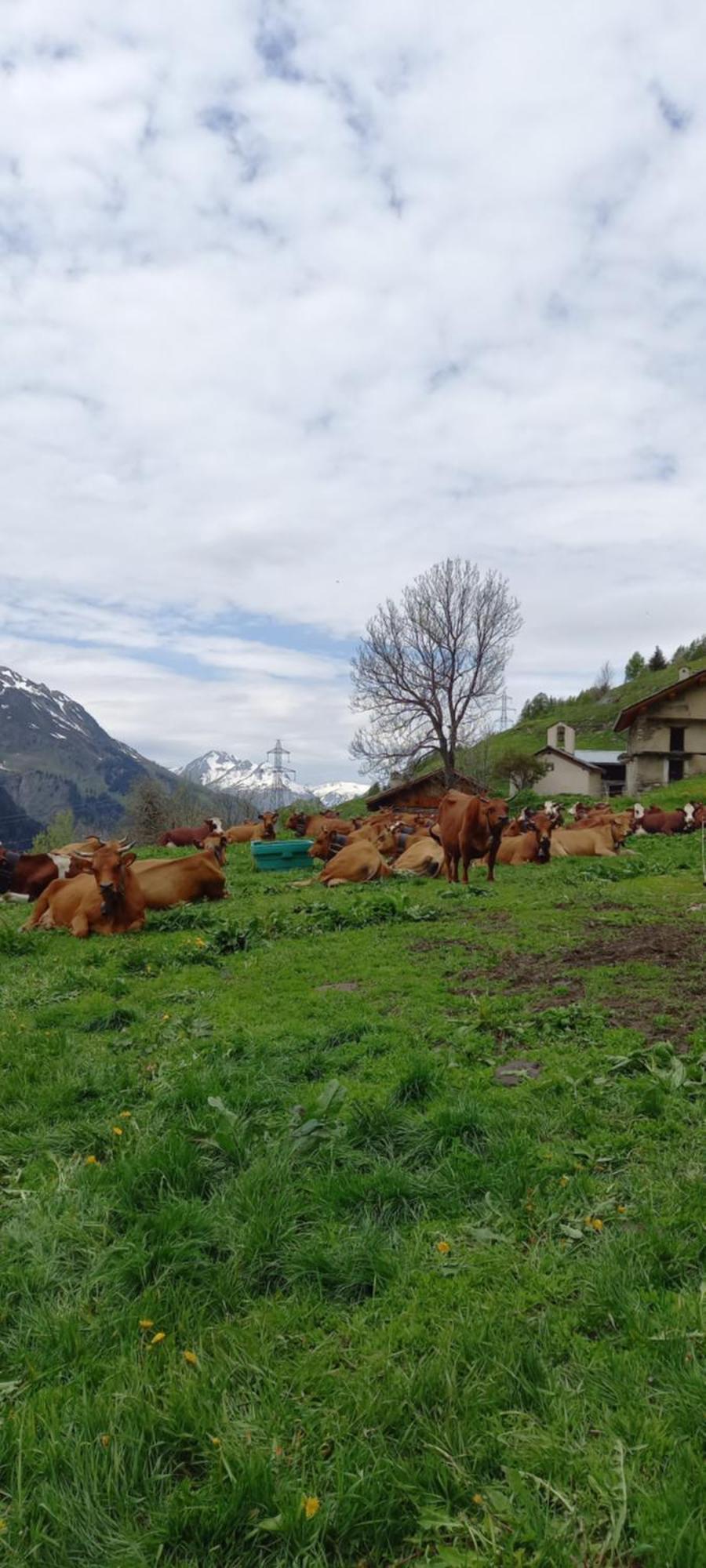 Les Campanules Appartement
